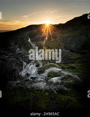 WA20497-00....WASHINGTON - Sonnenuntergang mit altersgebleichten toten Bäumen im High Camp in der Mount Adams Wilderness, Gifford Pinchot National Forest. Stockfoto