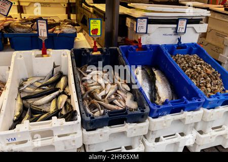Frische Makrelen, Gurnards, Lachs und Welken werden auf dem Grote Markt im Zentrum von Groningen, Niederlande, verkauft. Stockfoto