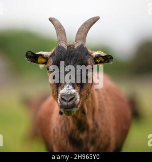 American Pygmy (Kamerun Ziege) ruht auf dem Boden Blick in die Kamera, grünes Gras Hintergrund, Nahaufnahme Detail Stockfoto