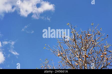 Blick auf den Baobab Baum, nur wenige Blätter, aber Früchte auf Ästen, gegen blauen Himmel Stockfoto