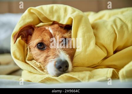 Traurig gelangweilter Hund liegt im Bett. Haustier wärmt sich unter der Decke im Schlafzimmer. Tierpflege Stockfoto