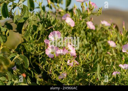 Blühendes Feldbindenkraut oder Convolvulus arvensis L auf einer Sommerwiese mit Morgenlicht, Convolvulaceae-Blüte oder wilder Morgenruhm Stockfoto