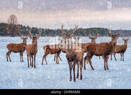 Eine Gruppe von Rotwild im Winter. Junger Hirsch mit schönem Geweih. Cervus elaphus. Neujahrshirsche im Schneefall Stockfoto