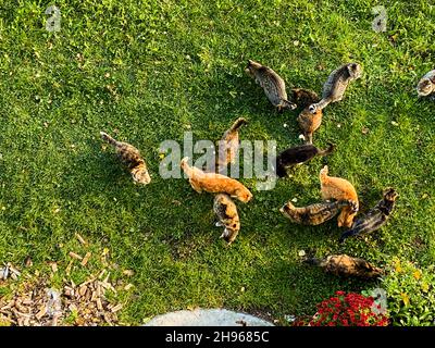 Draufsicht auf viele Katzen im Garten, die auf Essen warten Stockfoto