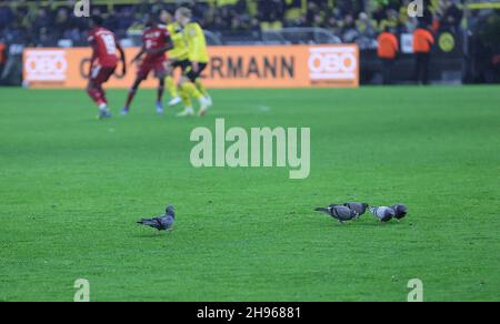 Stadt Dortmund, Deutschland. 04th Dez, 2021. firo: 04.12.2021, Fuvuball, 1st Bundesliga, Saison 2021/2022, BVB, Borussia Dortmund - FC Bayern Mvºnchen Tauben, Tiere, auf dem Spielfeld Credit: dpa/Alamy Live News Stockfoto