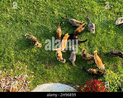 Draufsicht auf viele Katzen im Garten, die auf Essen warten Stockfoto