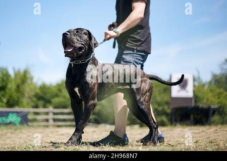 Presa Canario Wachhund Stockfoto