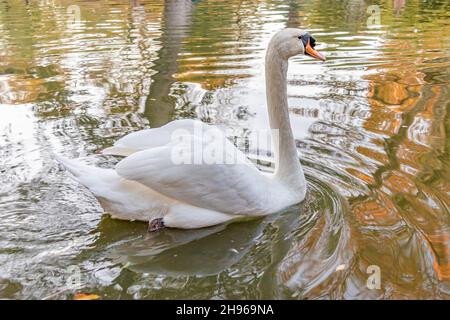 Ein weißer männlicher Schwan, der in einem Teich schwimmend ist Stockfoto