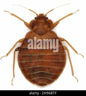 Bettwanzen (Cimex lectularius) isoliert auf weißem Hintergrund. Erwachsener. Stockfoto