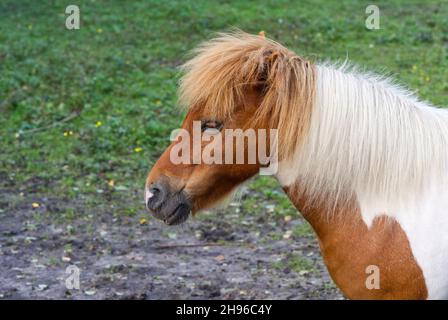 Sauerampfer mit blonder Mähne Stockfoto