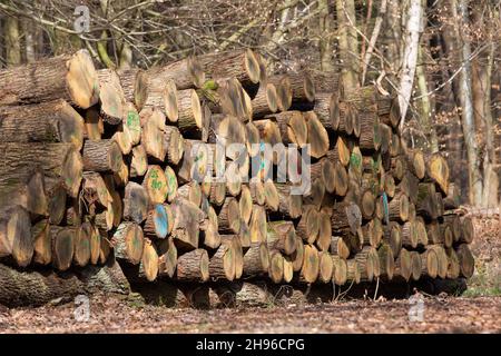 Gestapelte Holzstämme mit Markierungen wie Zahlen und Symbolen für den Holzhandel. Holz ist ein ökologisch nachhaltiger Rohstoff. Stockfoto