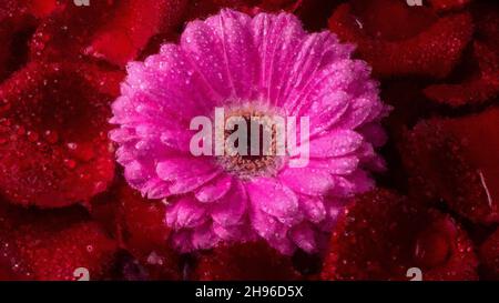 Blühende Gerbera Blume auf einem Hintergrund von Blütenblättern Pastell Leinwand ÖlmalereiPastell Leinwand Ölgemälde Stockfoto