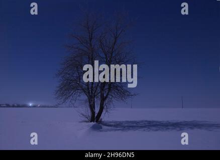 Einsamer Baum vor dem Hintergrund heftiger Nebel. Natürliche Farbe des Sonnenuntergangs. Stockfoto