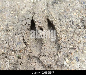 Spuren von Rehen auf dem Boden. Stockfoto