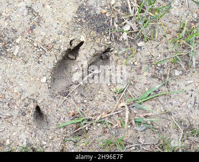 Spuren von Rehen auf dem Boden. Stockfoto