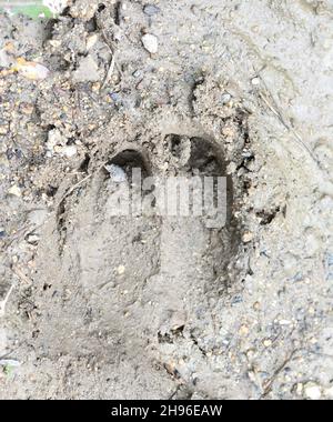 Wildschweinspuren auf dem Boden. Stockfoto