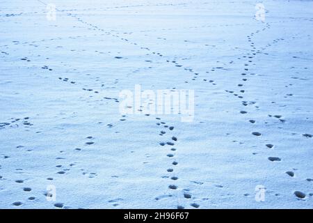 Tierspuren im Schnee. Schneebedecktes Feld mit Tierspuren Stockfoto