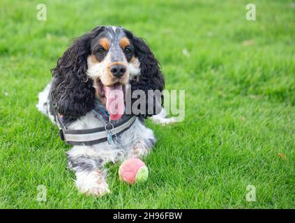 Mein schöner blauer Roan Tricolor Cocker Spaniel mit einer gelben und rosa Kugel Stockfoto