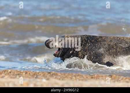 Grauer Seal (Halichoerus grypus) erwachsener Mann, der aus dem Meer herauskommt, mit aggressiver Haltung im offenen Mund, der sich dem Männchen nähert, Horsey, Norfolk, England, Dec Stockfoto