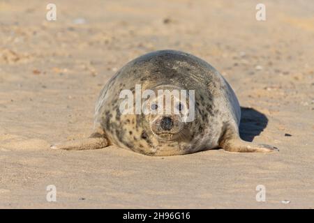 Graues Seal (Halichoerus grypus) erwachsenes Weibchen, das am Sandstrand ruht, Horsey, Norfolk, England, Dezember Stockfoto