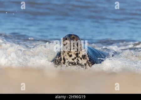 Graues Seal (Halichoerus grypus) erwachsenes Weibchen, das unter brechenden Wellen aus dem Meer auftaucht, Horsey, Norfolk, England, Dezember Stockfoto