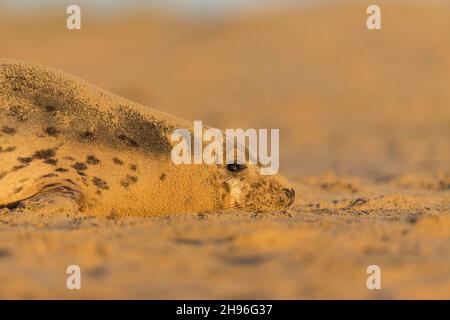 Graues Seal (Halichoerus grypus) erwachsenes Weibchen, mit Sand bedeckt, am Strand ruhend, Horsey, Norfolk, England, Dezember Stockfoto