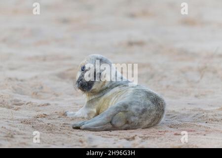 Grauer Seehund (Halichoerus grypus), der am Strand ruht, Horsey, Norfolk, England, Dezember Stockfoto