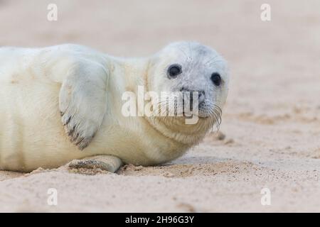 Grauer Seehund (Halichoerus grypus), der am Strand ruht, Horsey, Norfolk, England, Dezember Stockfoto