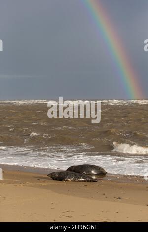 Graues Seal (Halichoerus grypus)-Paar am Strand mit Regenbogen im Hintergrund, Horsey, Norfolk, England, Dezember Stockfoto