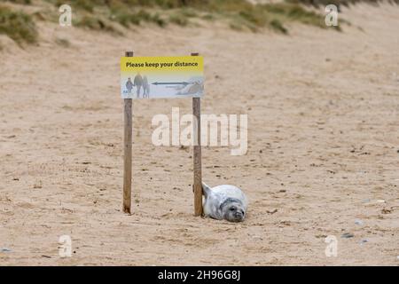 Grauer Seehund (Halichoerus grypus), der am Sandstrand unter einem Seehundwarnschild ruht, Winterton-on-Sea, Norfolk, England, Dezember Stockfoto