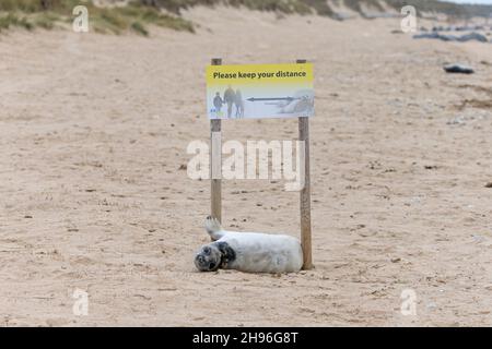 Grauer Seehund (Halichoerus grypus), der am Sandstrand unter einem Seehundwarnschild ruht, Winterton-on-Sea, Norfolk, England, Dezember Stockfoto