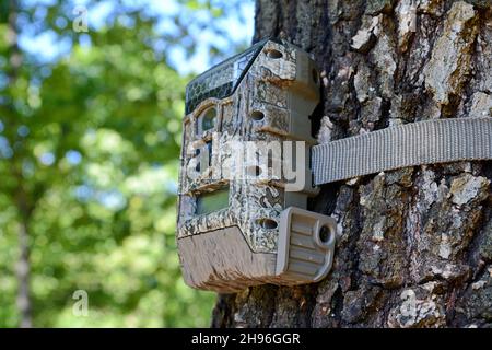 Kamera an einem Baum befestigt, von Jägern verwendet, um wilde Tiere zu spionieren. Black Trail Cam Kamera auf Poplar Tree Aufnahme Wildtiere wie Rehe, wie sie vorbei gehen. Stockfoto