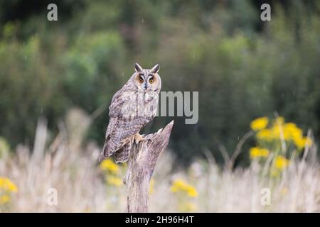 Langohrkauz (ASIO otus), auf einem Stumpf sitzend, Suffolk, England, August, kontrollierte Bedingungen Stockfoto