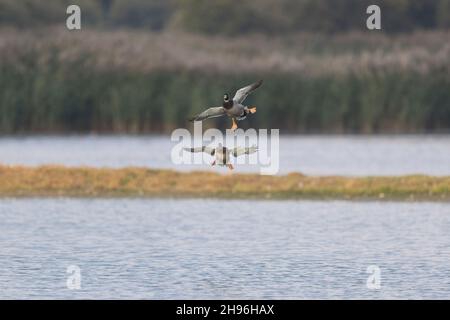 Mallard (Anas platyrhynchos), ein erwachsenes Paar, das im Begriff ist, zu landen, RSPB Minsmere Nature Reserve, Suffolk, England, Oktober Stockfoto