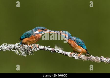 Gewöhnlicher Eisvögel (Alcedo atthis), ein erwachsenes Paar, das auf Zweigniederlassungen thront, Suffolk, England, August Stockfoto