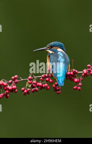 Gewöhnlicher Eisvögel (Alcedo atthis), erwachsenes Männchen, das auf dem Zweig des Weißdorns (Crataegus oxyacantha) mit Beeren thront, Suffolk, England, Oktober Stockfoto