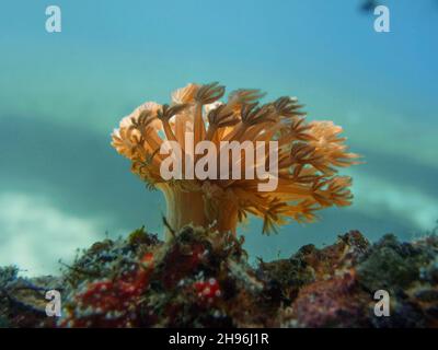 Einzelne weiche Korallen auf der Unterwasserströmung. Pulsierendes Xenid (Heteroxenia fuscescens) Stockfoto