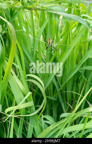 Gelbe Gadenspinne (Argiope aurantia) im Web, Sommer, Eastern United States, von Dominique Braud/Dembinsky Photo Assoc Stockfoto