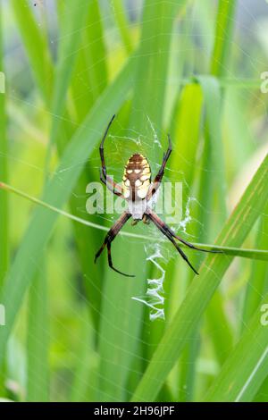 Gelbe Gadenspinne (Argiope aurantia) im Web, Sommer, Eastern United States, von Dominique Braud/Dembinsky Photo Assoc Stockfoto