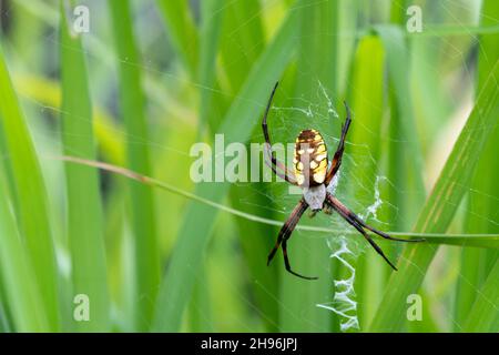 Gelbe Gadenspinne (Argiope aurantia) im Web, Sommer, Eastern United States, von Dominique Braud/Dembinsky Photo Assoc Stockfoto