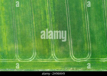 Draufsicht auf das grüne Kornfeld von oben nach unten Stockfoto