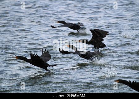 Bewegungen von zweiflügigen Kormoranen, die über Wasser fliegen Stockfoto