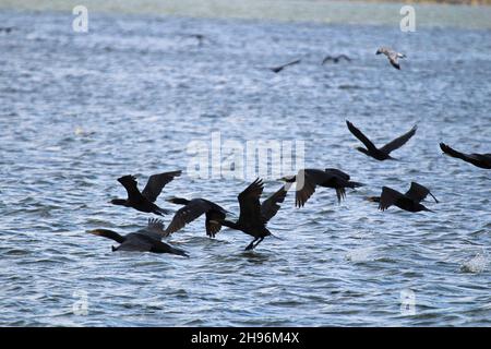 Viele Kormorane fliegen im Sommer über Wasser Stockfoto