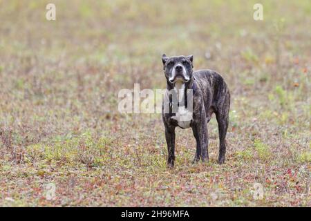 Ein brinlle Farbe Pit Stier Typ Hund. Quebec, Kanada Stockfoto