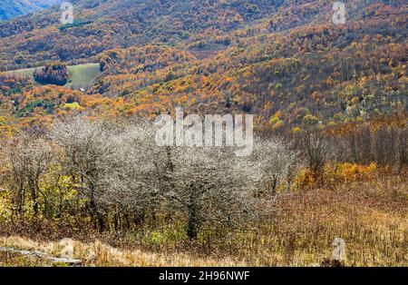 27. Oktober 2021: Der Appalachian Trail führt durch die südlichen Highlands von North Carolina in der Nähe des Blue Ridge Parkway, Newland, North Carolina. Stockfoto