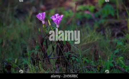 Ipomoea cairica - Eisenbahner, oder vielleicht eine Art Morgenruhm (Ipomoea plummerae, Ipomera ternifolia). Stockfoto