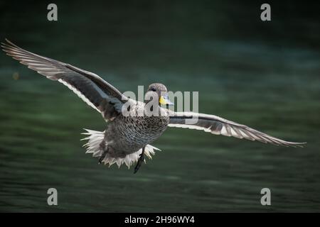 Gelbschnabelbauch (Anas flavirostris), der über einen See in Buenos Aires fliegt Stockfoto