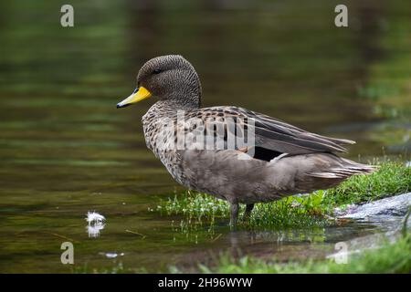 Gelbschnabel (Anas flavirostris) an einem See in Buenos Aires Stockfoto