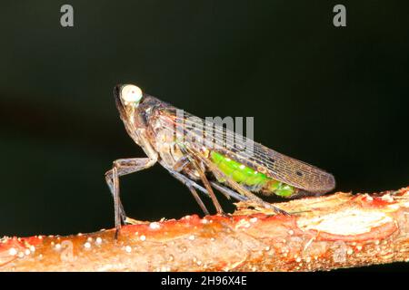 Fulgorid-Planthopper, Desudaba aulica. Auch als Lanternfly bekannt. Coffs Harbour, NSW, Australien