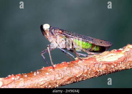 Fulgorid-Planthopper, Desudaba aulica. Auch als Lanternfly bekannt. Coffs Harbour, NSW, Australien